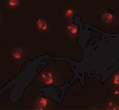 Immunocytochemistry/Immunofluorescence: PIWIL2 Antibody [NBP2-41143] - Immunofluorescence of PIWI-L2 in HepG2 cells with PIWI-L2 antibody at 5 ug/ml.