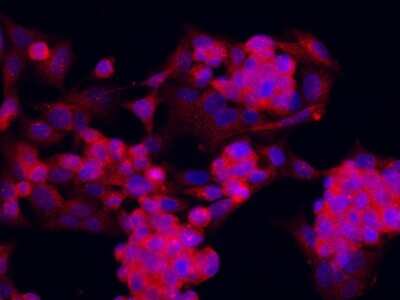 Immunocytochemistry/Immunofluorescence: PIWIL2 Antibody [NBP2-98711] - Immunofluorescence staining of PIWIL2 in HepG2 cells. Cells were fixed with 4% PFA, permeabilzed with 0.3% Triton X-100 in PBS, blocked with 10% serum, and incubated with rabbit anti-human PIWIL2 polyclonal antibody (1:1000) at 4C overnight. Then cells were stained with the Alexa Fluor(R)594-conjugated Goat Anti-rabbit IgG Secondary antibody (red) and counterstained with DAPI (blue). Positive staining was localized to cytoplasm.