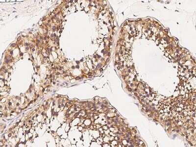 Immunohistochemistry-Paraffin: PIWIL2 Antibody [NBP2-98711] - Immunochemical staining of human PIWIL2 in human testis with rabbit polyclonal antibody (1:500, formalin-fixed paraffin embedded sections).