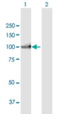 Western Blot: PIWIL3 Antibody [H00440822-B01P] - Analysis of PIWIL3 expression in transfected 293T cell line by PIWIL3 polyclonal antibody.  Lane 1: PIWIL3 transfected lysate(97.02 KDa). Lane 2: Non-transfected lysate.