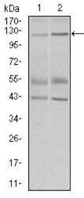 Western Blot: PIWIL4 Antibody (10G9B11) [NBP2-37398] - Western blot analysis using PIWIL4 mouse mAb against PC-3 (1) and PANC-1 (2) cell lysate.