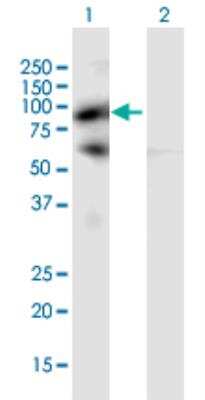 Western Blot: PIWIL4 Antibody [H00143689-B02P-50ug] - Western Blot analysis of PIWIL4 expression in transfected 293T cell line by PIWIL4 MaxPab polyclonal antibody.Lane 1: PIWIL4 transfected lysate(93.72 kDa).Lane 2: Non-transfected lysate.