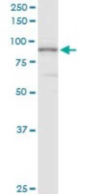 Western Blot: PIWIL4 Antibody [H00143689-D01P] - Analysis of PIWIL4 expression in Jurkat.