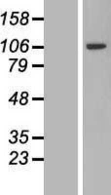 Western Blot: PJA2/Praja2 Overexpression Lysate (Adult Normal) [NBL1-14454] Left-Empty vector transfected control cell lysate (HEK293 cell lysate); Right -Over-expression Lysate for PJA2/Praja2.