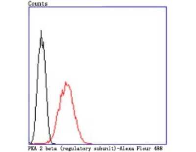 Flow Cytometry: PKA 2 beta Antibody (JA11-69) [NBP2-67061] - Flow cytometric analysis of N2A cells with PKA 2 beta antibody at 1/50 dilution (red) compared with an unlabeled control (cells without incubation with primary antibody; black). Alexa Fluor 488-conjugated goat anti rabbit IgG was used as the secondary antibody.