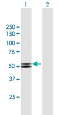 Western Blot: PKA 2 beta Antibody [H00005577-B02P] - Analysis of PRKAR2B expression in transfected 293T cell line by PRKAR2B polyclonal antibody.  Lane 1: PRKAR2B transfected lysate(46.30 KDa). Lane 2: Non-transfected lysate.