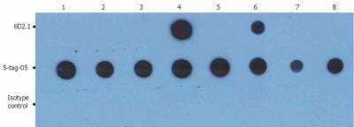 Dot Blot: PKA C alpha Antibody (6D2.1) [NBP2-62195] - analysis of GST and GST-fusion proteins using anti-PKAc (6D2.1) and anti-GST (S-tag-05; cat. no. NBP1-48359).The total amount of material spotted on the nitrocellulose membrane is 5 ng/spot.Lane 1: GST-Akt1Lane 2: GST-Akt2Lane 3: GST-Akt3Lane 4: GST-PKAc alphaLane 5: GST-PKAc betaLane 6: GST-PKAc gammaLane 7: GST-MEK 1Lane 8: GST