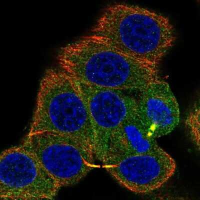 Immunocytochemistry/Immunofluorescence: PKA C alpha Antibody [NBP2-57042] - Staining of human cell line MCF7 shows localization to cytosol & cytokinetic bridge. Antibody staining is shown in green.