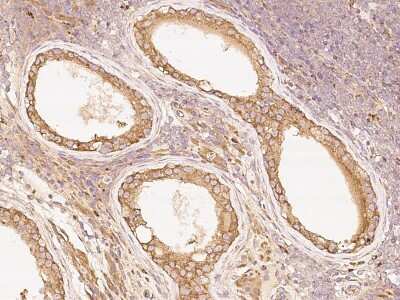 Immunohistochemistry-Paraffin: PKA C alpha Antibody [NBP2-99335] - Immunochemical staining of human PKA C alpha in human testis with rabbit polyclonal antibody at 1:200 dilution, formalin-fixed paraffin embedded sections.