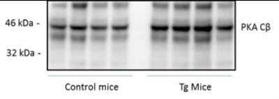 Western Blot: PKA C beta Antibody [NBP1-55008] - Mouse primary endothelial cell lysates, 20 ug total protein per lane, 4-12% Bis-Tris gel. Antibody at 1:1000. Anti-rabbit HRP conjugated secondary antibody at 1:5000. Bands visualized with Immobilon Western Chemiluminescence HRP substrate and imaged with Syngene system. WB image submitted by a verified customer review.