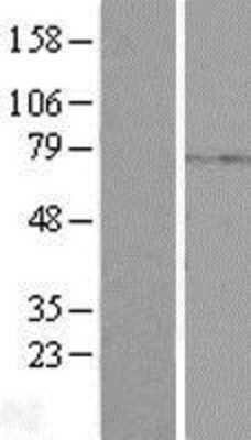 Western Blot: PKA C-beta Overexpression Lysate (Adult Normal) [NBP2-04480] Left-Empty vector transfected control cell lysate (HEK293 cell lysate); Right -Over-expression Lysate for PKA C-beta.