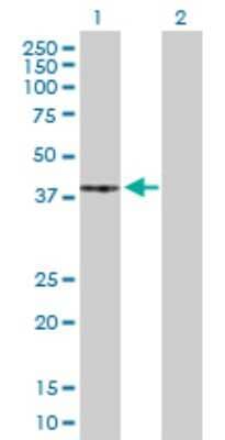 Western Blot: PKA C-gamma Antibody [H00005568-D01P] - Analysis of PRKACG expression in transfected 293T cell line by PRKACG polyclonal antibody.Lane 1: PRKACG transfected lysate(40.40 KDa).Lane 2: Non-transfected lysate.