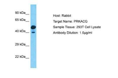 Western Blot PKA C-gamma Antibody - BSA Free