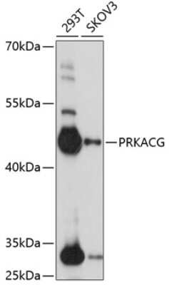 Western Blot: PKA C-gamma Antibody [NBP2-93650] - Analysis of extracts of various cell lines, using PKA C-gamma at 1:1000 dilution. Secondary antibody: HRP Goat Anti-Rabbit IgG (H+L) at 1:10000 dilution. Lysates/proteins: 25ug per lane. Blocking buffer: 3% nonfat dry milk in TBST. Detection: ECL Basic Kit . Exposure time: 30s.