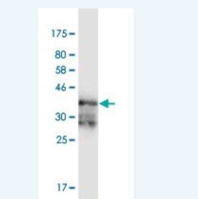 Western Blot: PKA R2 Antibody (3C7) [H00005576-M02] - Detection against Immunogen (37.18 KDa) .