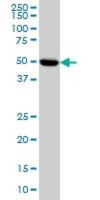 Western Blot: PKA R2 Antibody (6A9) [H00005576-M01] - PRKAR2A monoclonal antibody (M01), clone 6A9 Analysis of PRKAR2A expression in HeLa.