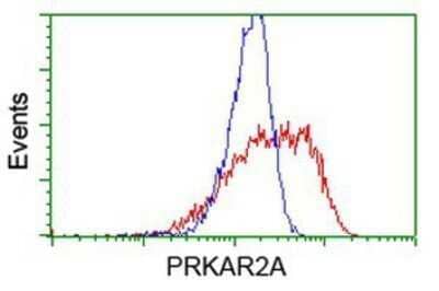 Flow Cytometry: PKA R2 Antibody (OTI1F8) - Azide and BSA Free [NBP2-73428] - HEK293T cells transfected with either overexpression plasmid (Red) or empty vector control plasmid (Blue) were immunostaining by anti-PKA R2 antibody, and then analyzed by flow cytometry.