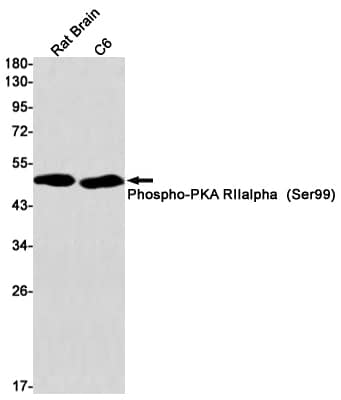 Western Blot: PKA R2 [p Ser99] Antibody (S05-7G2) [NBP3-19740] - Western blot detection of Phospho-PKA R2 (Ser99) in Rat Brain, C6 cell lysates using NBP3-19740 (1:1000 diluted). Predicted band size: 46kDa. Observed band size: 50kDa.