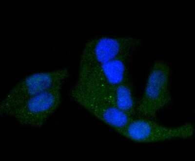 Immunocytochemistry/Immunofluorescence: PKA R2 [p Ser99] Antibody (SC54-04) [NBP2-67571] - Staining phospho-PKA R2 (S99) in Hela cells (green). The nuclear counter stain is DAPI (blue). Cells were fixed in paraformaldehyde, permeabilised with 0.25% Triton X100/PBS.