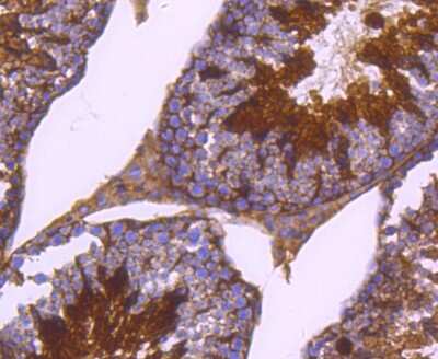 Immunohistochemistry-Paraffin: PKA R2 [p Ser99] Antibody (SC54-04) [NBP2-67571] - Analysis of paraffin-embedded mouse testis tissue using anti- phospho-PKA R2 (S99) antibody. Counter stained with hematoxylin.