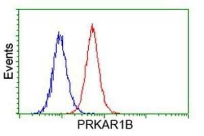 Flow Cytometry: PKA RI beta Antibody (OTI2A3) - Azide and BSA Free [NBP2-73430] - Analysis of Hela cells, using anti-PKA regulatory subunit I beta antibody, (Red), compared to a nonspecific negative control antibody (Blue).