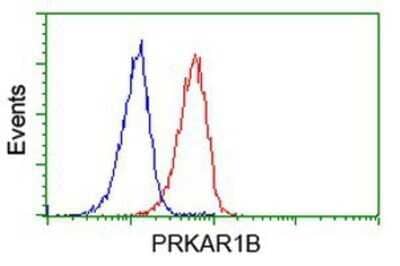 Flow Cytometry: PKA RI beta Antibody (OTI2A3) - Azide and BSA Free [NBP2-73430] - Analysis of Jurkat cells, using anti-PKA regulatory subunit I beta antibody, (Red), compared to a nonspecific negative control antibody (Blue).