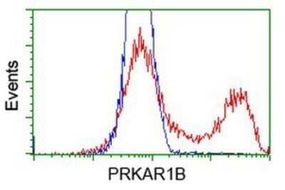 Flow Cytometry: PKA RI beta Antibody (OTI2A3) - Azide and BSA Free [NBP2-73430] - HEK293T cells transfected with either overexpression plasmid (Red) or empty vector control plasmid (Blue) were immunostaining by anti-PKA regulatory subunit I beta antibody, and then analyzed by flow cytometry.