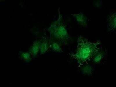 Immunocytochemistry/Immunofluorescence: PKA RI beta Antibody (OTI2A3) - Azide and BSA Free [NBP2-73430] - Staining of COS7 cells transiently transfected by pCMV6-ENTRY PKA regulatory subunit I beta.