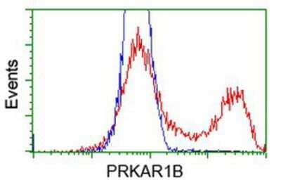 Flow Cytometry: PKA RI beta Antibody (OTI2A3) [NBP2-00634] - HEK293T cells transfected with either overexpression plasmid (Red) or empty vector control plasmid (Blue) were immunostained by anti-PKA regulatory subunit I beta antibody, and then analyzed by flow cytometry.