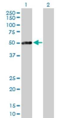 Western Blot: PKA regulatory subunit I beta Antibody [H00005575-D01P] - Analysis of PRKAR1B expression in transfected 293T cell line by PRKAR1B polyclonal antibody.Lane 1: PRKAR1B transfected lysate(43.10 KDa).Lane 2: Non-transfected lysate.