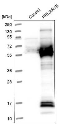 Western Blot: PKA RI beta Antibody [NBP1-87451] - Analysis in control (vector only transfected HEK293T lysate) and PRKAR1B over-expression lysate (Co-expressed with a C-terminal myc-DDK tag (3.1 kDa) in mammalian HEK293T cells).