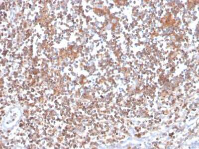 Immunohistochemistry-Paraffin: PKC alpha Antibody (133) - Azide and BSA Free [NBP3-08229] - Formalin-fixed, paraffin-embedded human tonsil stained with PKC alpha Mouse Monoclonal Antibody (133).