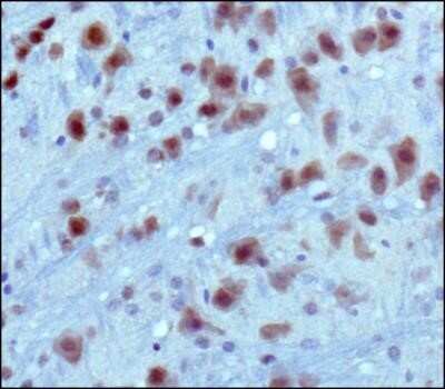 Immunohistochemistry: PKC alpha Antibody (MC5) - Azide and BSA Free [NBP2-80911] - IHC staining of PKC alpha in mouse brain using DAB with hematoxylin counterstain. Image from the standard format of this antibody.