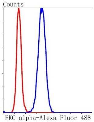 Flow Cytometry: PKC alpha Antibody (SU31-08) [NBP2-67457] - Flow cytometric analysis of Hela cells with PKC alpha antibody at 1/50 dilution (blue) compared with an unlabeled control (cells without incubation with primary antibody; red). Alexa Fluor 488-conjugated goat anti rabbit IgG was used as the secondary antibody.