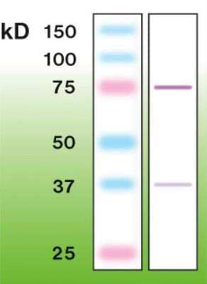 Western Blot: PKC beta 2 Antibody (N11-S) [NBP3-08202] - Western blot of PKC beta 2 in mouse brain crude lysate (50ug of protein loaded.