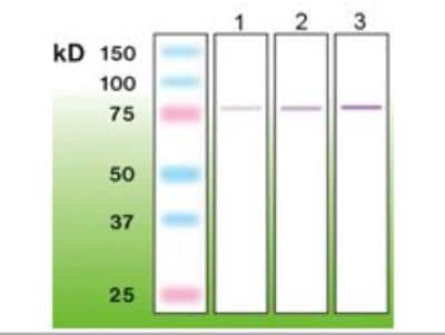 Western Blot: PKC beta Antibody (A10-F) [NBP1-30122] - Lane 1 - 50 ng ;Lane 2 - 100 ng; Lane 3 - 200 ng of human recombinant PKC-beta I;  MW=76.8kDa.