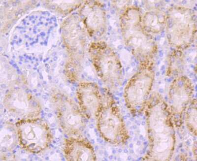 Immunohistochemistry-Paraffin: PKC beta Antibody (JM43-26) [NBP2-67062] - Analysis of paraffin-embedded mouse kidney tissue using anti-PKC beta 1 antibody. Counter stained with hematoxylin.