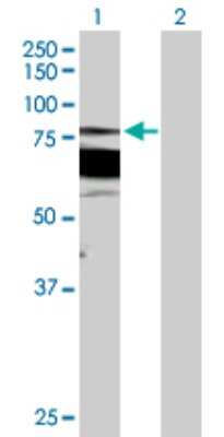 Western Blot: PKC beta Antibody [H00005579-D01P] - Analysis of PRKCB expression in transfected 293T cell line by PRKCB polyclonal antibody.Lane 1: PRKCB1 transfected lysate(76.90 KDa).Lane 2: Non-transfected lysate.