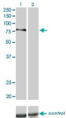 Western Blot: PKC delta Antibody (6A2) [H00005580-M02] - Analysis of PRKCD over-expressed 293 cell line, cotransfected with PRKCD Validated Chimera RNAi ( Cat # H00005580-R01V ) (Lane 2) or non-transfected control (Lane 1). Blot probed with PRKCD monoclonal antibody (M02) clone 6A2 (Cat # H00005580-M02 ). GAPDH ( 36.1 kDa ) used as specificity and loading control.