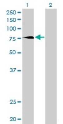 Western Blot: PKC delta Antibody (6A2) [H00005580-M02] - Analysis of PRKCD expression in transfected 293T cell line by PRKCD monoclonal antibody (M02), clone 6A2.Lane 1: PRKCD transfected lysate(77.5 KDa).Lane 2: Non-transfected lysate.