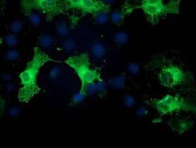 Immunocytochemistry/Immunofluorescence: PKC epsilon Antibody (4G8) [NBP2-03620] - Staining of COS7 cells transiently transfected by pCMV6-ENTRY PKC epsilon.