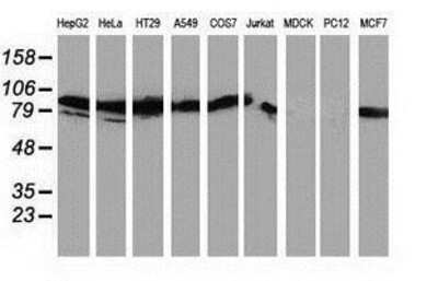 Western Blot: PKC epsilon Antibody (4G8) [NBP2-03620] Analysis of extracts (35ug) from 9 different cell lines by usin g anti-PKC epsilon monoclonal antibody (HepG2: human; HeLa: human; SVT2: mouse; A549: human; COS7: monkey; Jurkat: human; MDCK: canine; PC12: rat; MCF7: human).