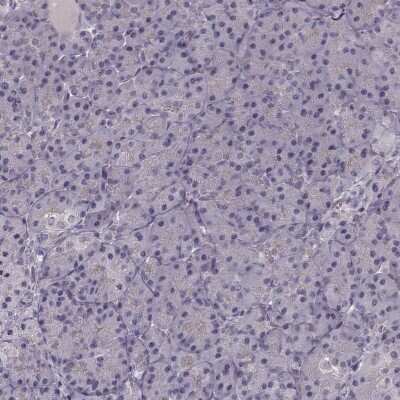 Immunohistochemistry-Paraffin: PKC epsilon Antibody [NBP2-38531] - Staining of human pancreas shows low expression as expected.