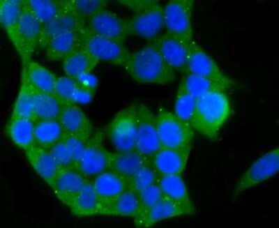 Immunocytochemistry/Immunofluorescence: PKC epsilon Antibody (JA38-21) [NBP2-67063] - Staining PKC epsilon in 293T cells (green). The nuclear counter stain is DAPI (blue). Cells were fixed in paraformaldehyde, permeabilised with 0.25% Triton X100/PBS.