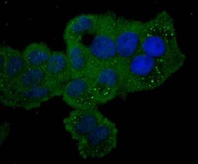Immunocytochemistry/Immunofluorescence: PKC epsilon Antibody (JA38-21) [NBP2-67063] - Staining PKC epsilon in Hela cells (green). The nuclear counter stain is DAPI (blue). Cells were fixed in paraformaldehyde, permeabilised with 0.25% Triton X100/PBS.