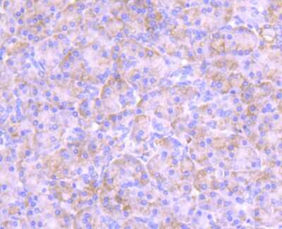 Immunohistochemistry-Paraffin: PKC epsilon Antibody (JA38-21) [NBP2-67063] - Analysis of paraffin-embedded human pancreas tissue using anti-PKC epsilon antibody. Counter stained with hematoxylin.