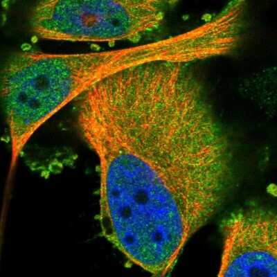 Immunocytochemistry/ Immunofluorescence PKC eta Antibody - BSA Free