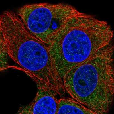 Immunocytochemistry/ Immunofluorescence PKC eta Antibody - BSA Free