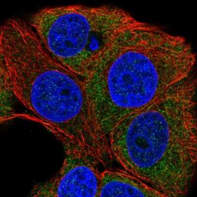 Immunocytochemistry/Immunofluorescence: PKC eta Antibody [NBP2-38711] - Staining of human cell line MCF7 shows localization to cytosol. Antibody staining is shown in green.