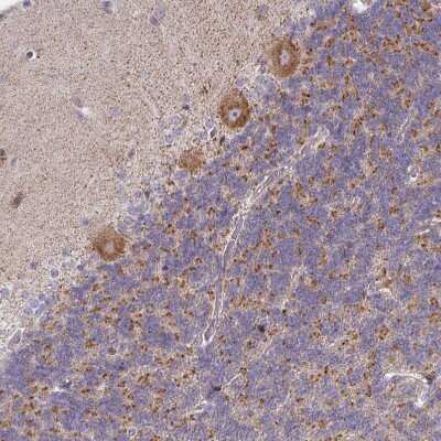 Immunohistochemistry-Paraffin: PKC eta Antibody [NBP2-38711] - Staining of human cerebellum shows moderate cytoplasmic positivity in Purkinje cells.